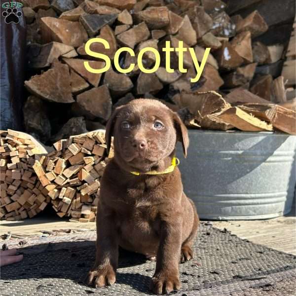 Scotty, Chocolate Labrador Retriever Puppy